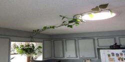 Do plants grow better under a skylight